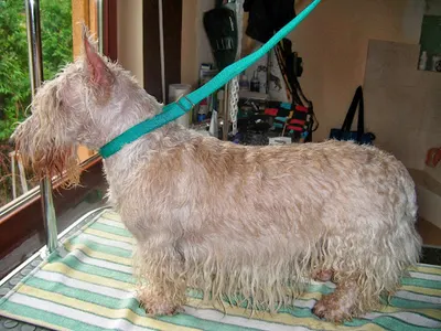 Mr Sproket Strzyżenie i pielęgnacja psów